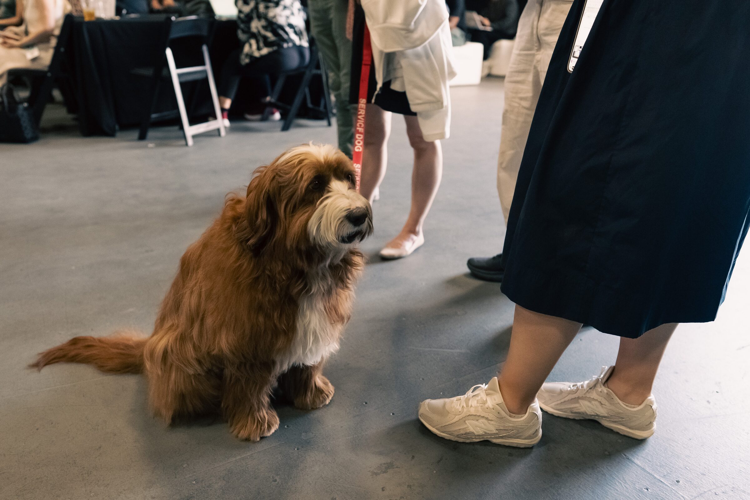 A shaggy brown dog sits calmly on a concrete floor among attendees' legs and sneakers.